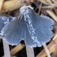 When fungi fight back