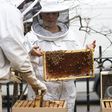 Vaccine for Honeybees Could Be a Tool to Fight Population Decline