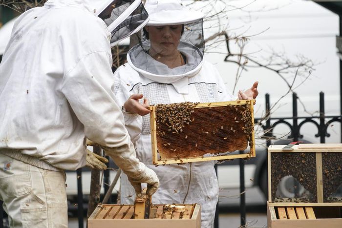 Vaccine for Honeybees Could Be a Tool to Fight Population Decline
