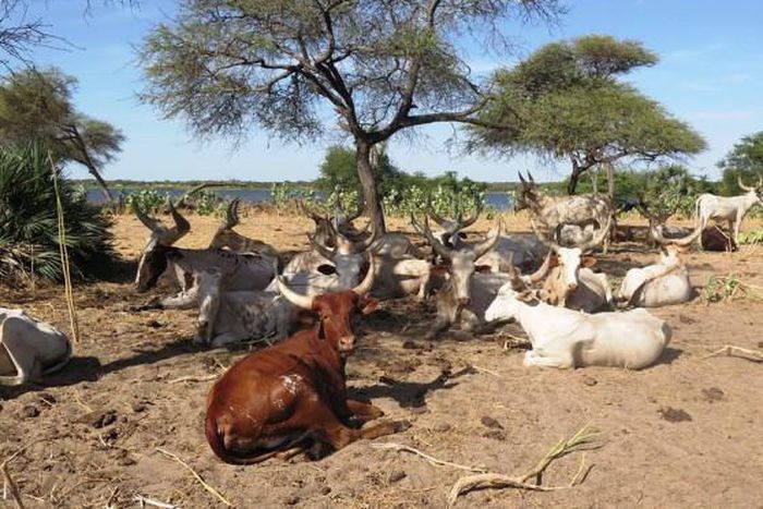 United Nations Environment Programme (UNEP)