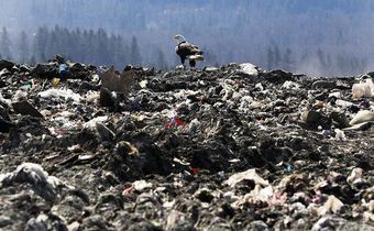 Bald eagles, symbol of America, are dumping trash on the Seattle suburbs
