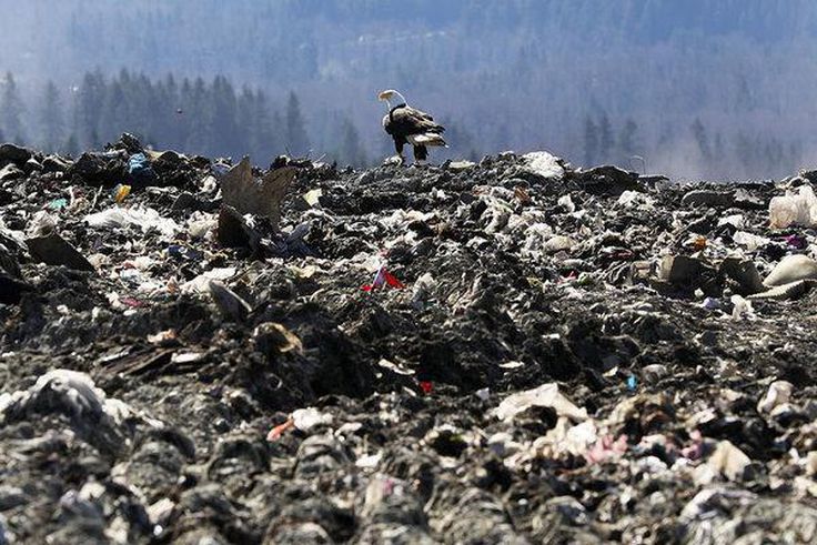 Bald eagles, symbol of America, are dumping trash on the Seattle suburbs