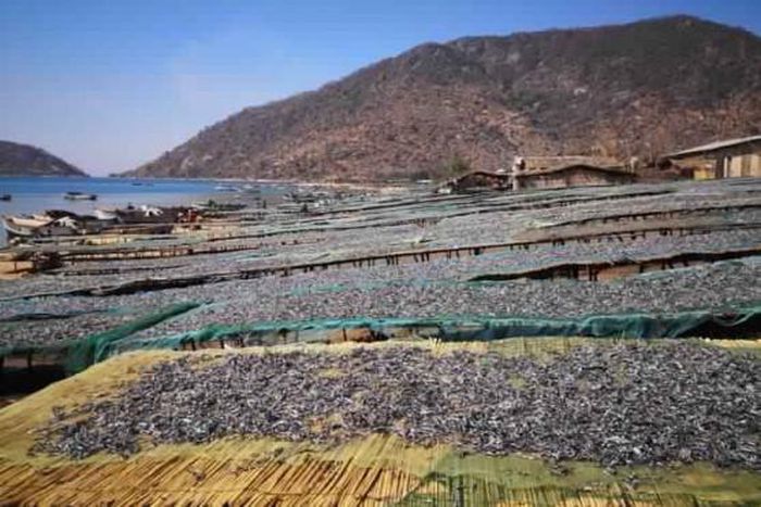 Food and Agriculture Organization (FAO)