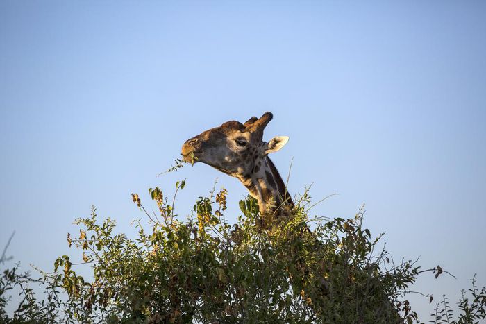 U.S. to Consider Listing Giraffes as Endangered Species