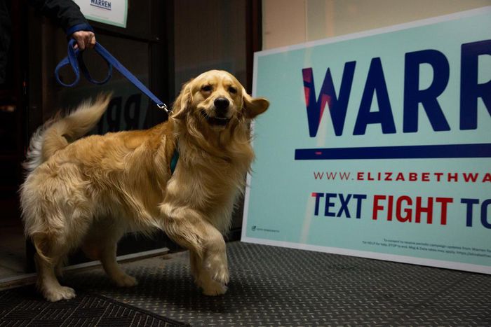 Loyal, Playful Campaigners That Warm Instantly to Voters