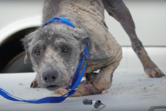 The house the dog found