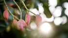 In a Race Against the Sun, Growers Try to Outsmart Climate Change