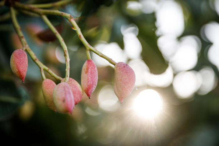 In a Race Against the Sun, Growers Try to Outsmart Climate Change