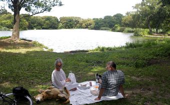 Toxic Algae, Potentially Fatal for Dogs, Blooms in Water of 3 New York City Parks