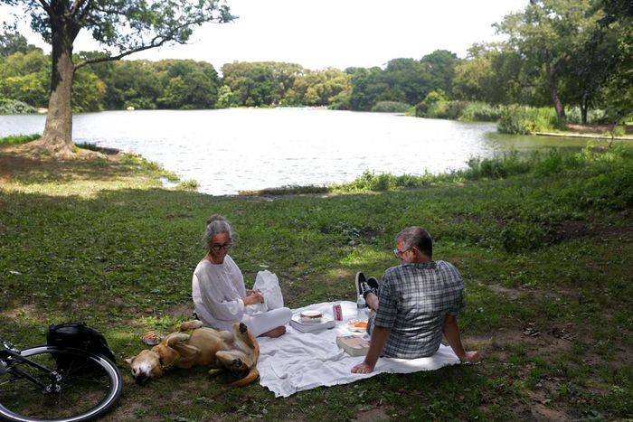 Toxic Algae, Potentially Fatal for Dogs, Blooms in Water of 3 New York City Parks