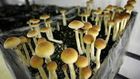 Denver votes on whether to decriminalize 'magic mushrooms'