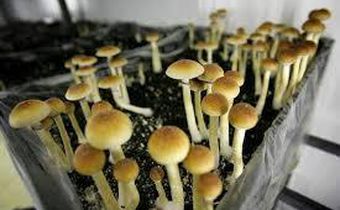 Denver votes on whether to decriminalize 'magic mushrooms'
