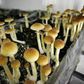 Denver votes on whether to decriminalize 'magic mushrooms'