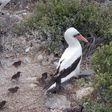 The Vampire Birds of the Galápagos Have Fascinating Inner Lives