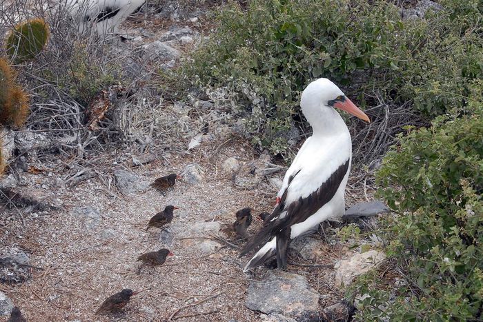 The Vampire Birds of the Galápagos Have Fascinating Inner Lives