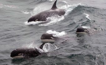 Scientists Track Type D Killer Whales, Rarely Seen by Humans
