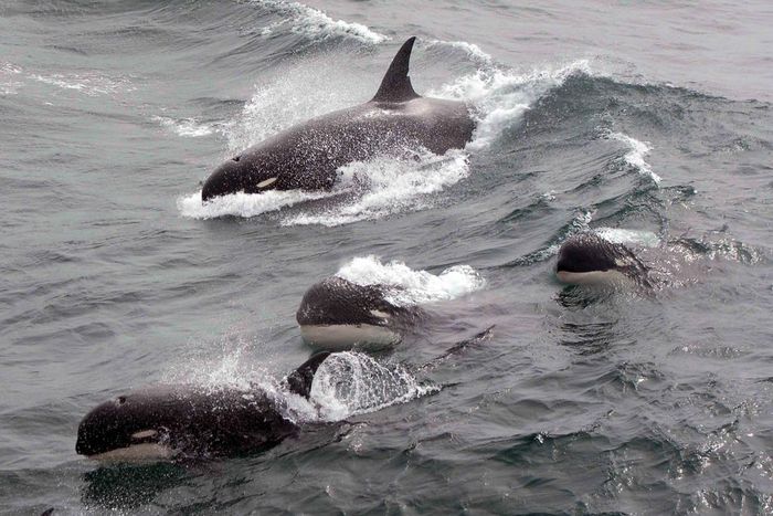 Scientists Track Type D Killer Whales, Rarely Seen by Humans