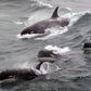Scientists Track Type D Killer Whales, Rarely Seen by Humans