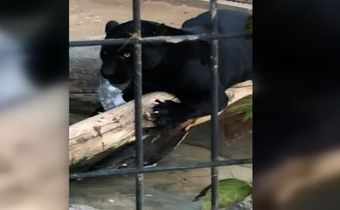 Jaguar attacks woman at Arizona zoo, and the woman apologizes