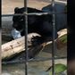 Jaguar attacks woman at Arizona zoo, and the woman apologizes