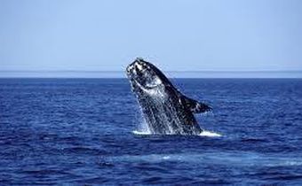 Where did the right whales go?