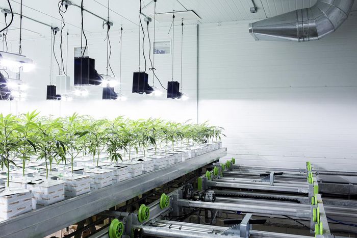 Marijuana Tax in New Jersey? It Could be $42 an Ounce