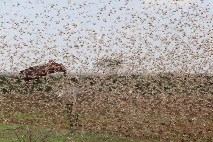 Government changes tact in tackling locust menace in North Eastern Kenya