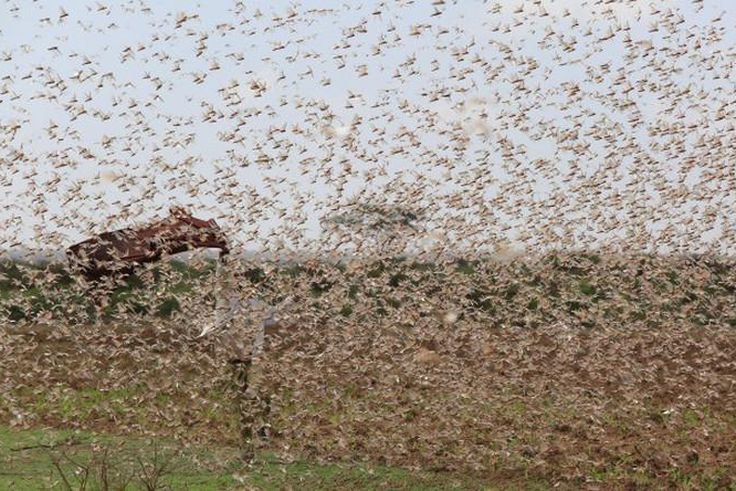 Government changes tact in tackling locust menace in North Eastern Kenya