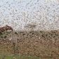 Government changes tact in tackling locust menace in North Eastern Kenya