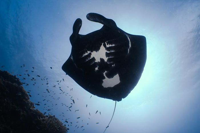 The Mystery of the Melanistic Manta Rays