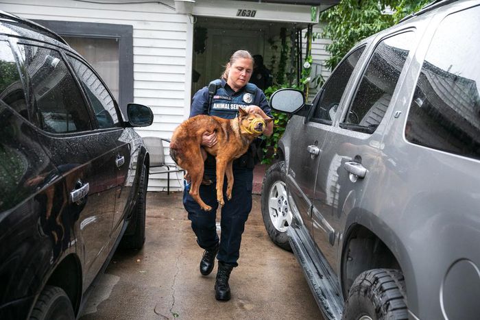 Why More Dogs and Cats Are Making It Out of Shelters Alive