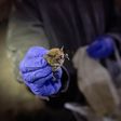 How Do Bats Live With So Many Viruses?