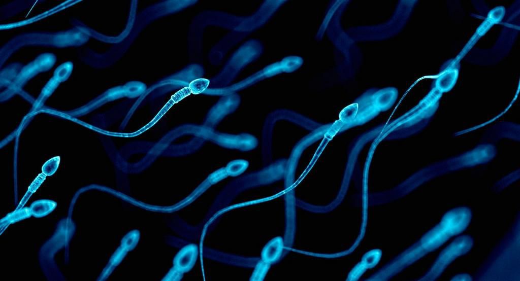 ___7833300___2018___1___11___17___Sperms+Fatherly