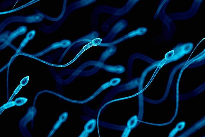 ___7833300___2018___1___11___17___Sperms+Fatherly