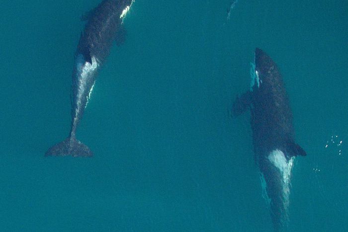 Yes, Killer Whales Benefit From Grandmotherly Love Too