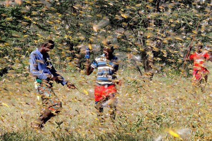 Government prepares for another Locust invasion