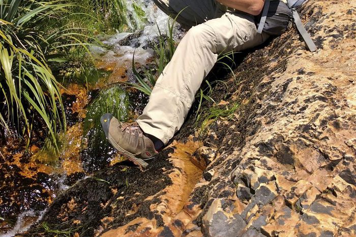 Meet the Bloodsuckers