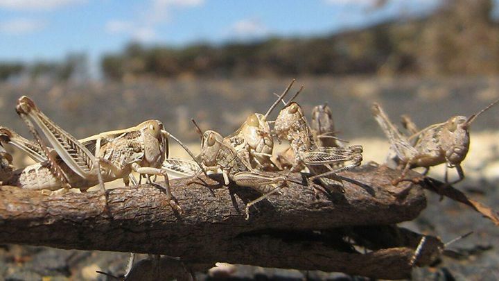 Desert locusts spotted in Kirinyaga