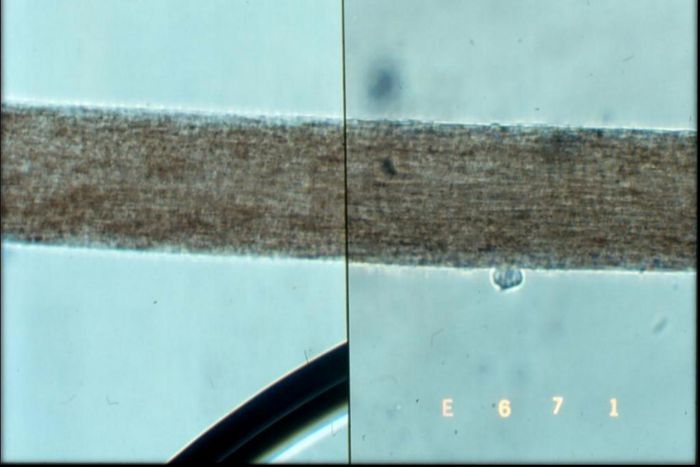 When Experts Testifying in Criminal Trials Are Guilty of Overstating Forensic Results