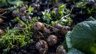 How a Long Island Chef Became a Certified Snail Farmer