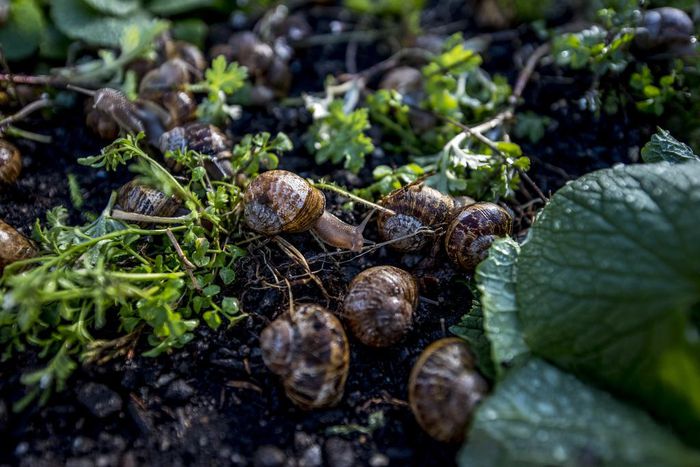 How a Long Island Chef Became a Certified Snail Farmer