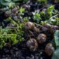 How a Long Island Chef Became a Certified Snail Farmer