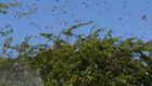 UN gives Ksh1 billion for aerial spraying of locusts