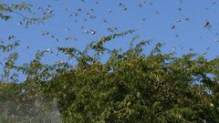 UN gives Ksh1 billion for aerial spraying of locusts