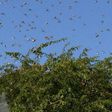 UN gives Ksh1 billion for aerial spraying of locusts