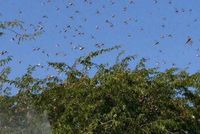 UN gives Ksh1 billion for aerial spraying of locusts