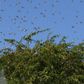 UN gives Ksh1 billion for aerial spraying of locusts