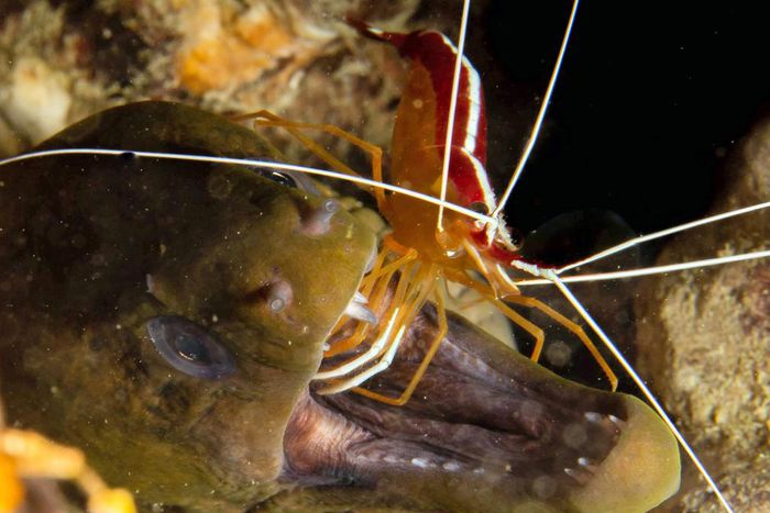 It's a Dirty Job, but Someone Has to Do It and Not Get Eaten