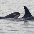 Orca Calf Offers Hope for a Fading Group in the Pacific Northwest