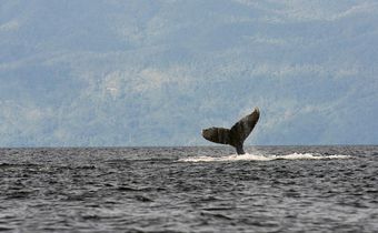 The Whale Album: Why Do Humpbacks Sing?